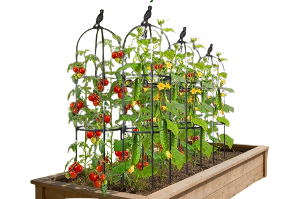 Garden Obelisk Trellis